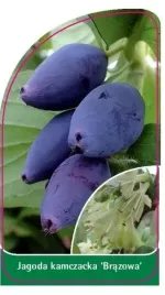 etykieta-szkolkarska-jagoda-kamczacka-brazowa