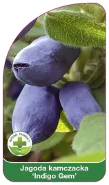 etykieta-szkolkarska-jagoda-kamczacka-indigo-gem