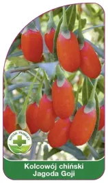 etykieta-szkolkarska-kolcowoj-chinski-jagoda-goji