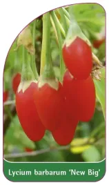 etykieta-szkolkarska-lycium-barbarum-new-big