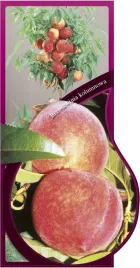 etykieta-szkolkarska-brzoskwinia-kolumnowa-jumbo