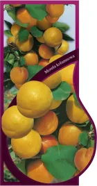etykieta-szkolkarska-morela-kolumnowa-jumbo