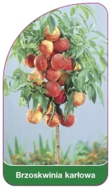 etykieta-szkolkarska-brzoskwinia-karlowa