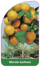 etykieta-szkolkarska-morela-karlowa