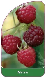 etykieta-szkolkarska-malina-czerwona-iii