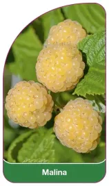 etykieta-szkolkarska-malina-zolta-b