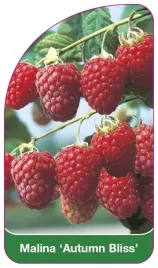 etykieta-szkolkarska-malina-autumn-bliss