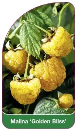 etykieta-szkolkarska-malina-golden-bliss