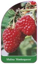 etykieta-szkolkarska-malina-himboqueen
