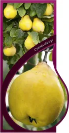 etykieta-szkolkarska-cydonia-oblanga-jumbo