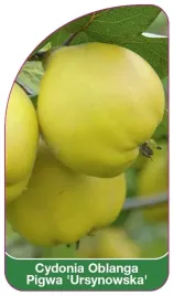 etykieta-szkolkarska-cydonia-oblanga-pigwa-ursynowska