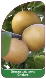 etykieta-szkolkarska-grusza-azjatycka-chojuro