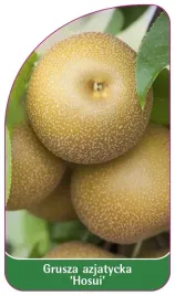 etykieta-szkolkarska-grusza-azjatycka-hosui
