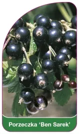 etykieta-szkolkarska-porzeczka-ben-sarek
