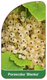 etykieta-szkolkarska-porzeczka-blanka