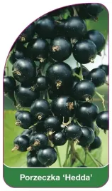 etykieta-szkolkarska-porzeczka-hedda