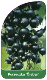 etykieta-szkolkarska-porzeczka-ojebyn