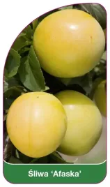 etykieta-szkolkarska-sliwa-afaska