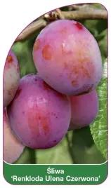 etykieta-szkolkarska-sliwa-renkloda-ulena-czerwona