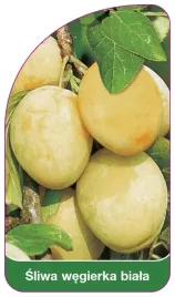 etykieta-szkolkarska-sliwa-wegierka-biala