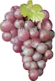 etykieta-szkolkarska-winorosl-owoc-ciemny-roz-jumbo