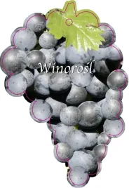 etykieta-szkolkarska-winorosl-owoc-niebieski-jumbo