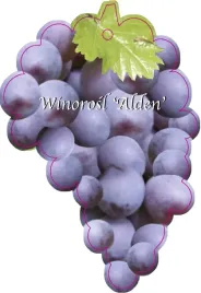 etykieta-szkolkarska-winorosl-alden-jumbo
