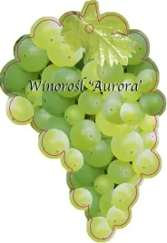 etykieta-szkolkarska-winorosl-aurora-jumbo