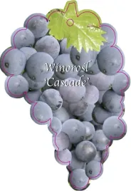 etykieta-szkolkarska-winorosl-cascade-jumbo