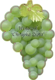 etykieta-szkolkarska-winorosl-chrupka-zlota-jumbo