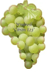 etykieta-szkolkarska-winorosl-citron-123-jumbo