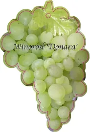 etykieta-szkolkarska-winorosl-donara-jumbo