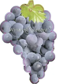 etykieta-szkolkarska-winorosl-glenora