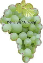 etykieta-szkolkarska-winorosl-himrod-jumbo