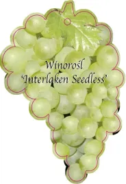 etykieta-szkolkarska-winorosl-interlaken-seedless-jumbo