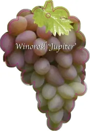 etykieta-szkolkarska-winorosl-jupiter-jumbo