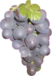 etykieta-szkolkarska-winorosl-kosmos