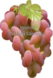 etykieta-szkolkarska-winorosl-nadiezda-ukrainska-jumbo