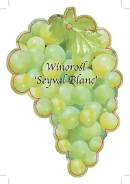 etykieta-szkolkarska-winorosl-seyval-blanc-jumbo