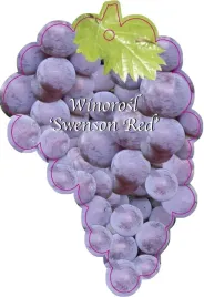 etykieta-szkolkarska-winorosl-swenson-red-jumbo