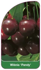 etykieta-szkolkarska-wisnia-pandy