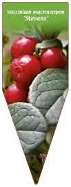 etykieta-szkolkarska-vaccinium-macrocarpon-stevens