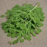 yango-moringa-90-kaps