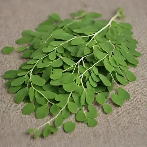 yango-moringa-90-kaps