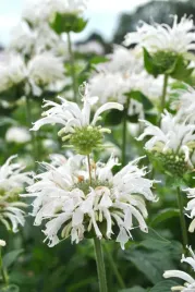pysznoglowka-ogrodowa-bee-bright-magnes-dla-motyli-i-pszczol