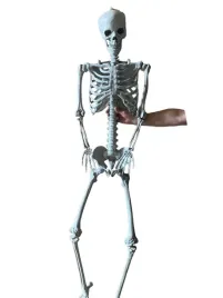 duzy-szkielet-resteq-180-cm-anatomiczny-model-czlowieka-dokladne-szczegoly