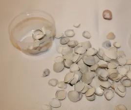 muszelki-znad-morza-muszle-morskie-do-dekoracji-i-szkoly