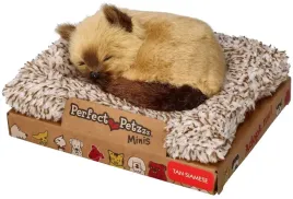perfect-petzzz-maly-kociak-syjamski