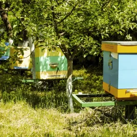 miod-lipowy-250-g-polski-prawdziwy-rozgrzewajacy-miody-z-roztocza