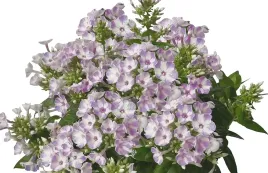 floks-wiechowaty-flamer-lilac-star-miododajny